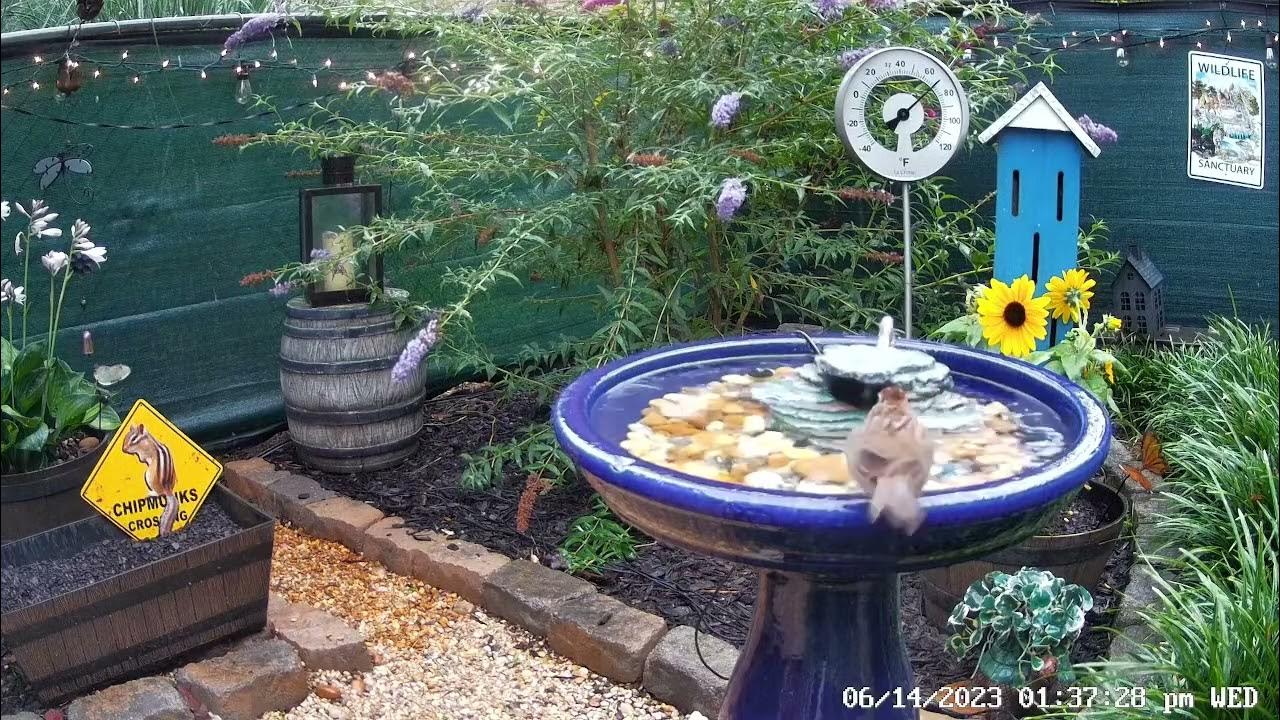 Sparrow Rain Bath During Passing Storms YouTube