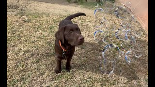 LABRADOR PUPPY VS. BUBBLE MACHINE!! by Woodford The Chocolate Lab 5,197 views 3 months ago 4 minutes, 4 seconds