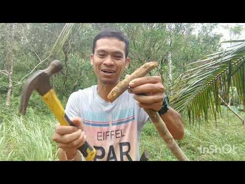 Video: Paano Gumawa Ng Mga Muffin Ng Manok At Keso