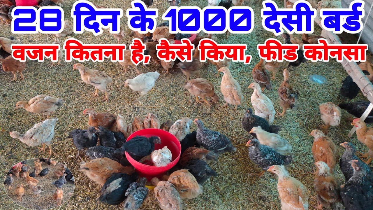 28 दीन के 1000 देसी बर्ड | 28th day of desi hen