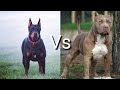 Доберман против Питбулья! КТО СИЛЬНЕЕ?
Doberman VS Pitbull! WHO IS STRONGER?