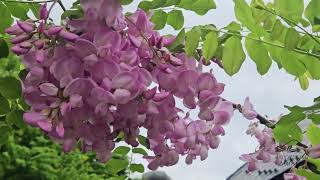 Robinia hispida 'Rosea' trnovník huňatý 'Rosea'