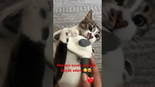 Mutlu pazarlar..🍀 #cat #cute #love #funny #kitten #kedi #shorts #viral #keşfet
