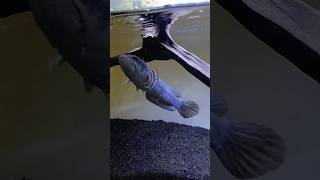 Blue pulchra commiunity tank💙 #blue #pulchra #snakehead #channa #fish