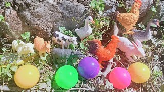 Menemukan Mainan Hewan Sapi Kerbau Ayam Bebek Angsa Kambing Domba Kelinci