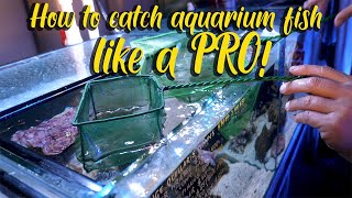 Instore sessions: How to catch aquarium fish like a PRO!