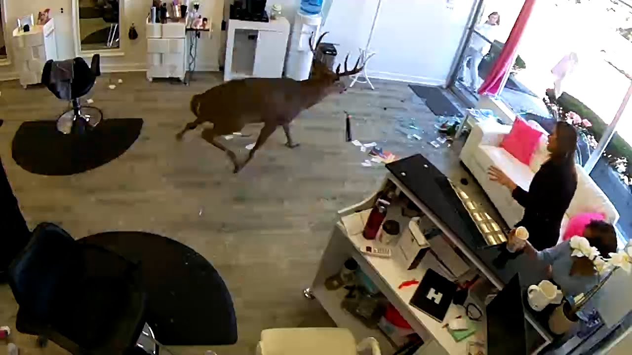 Hilarious Security Camera Animal Fails and More