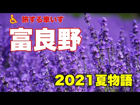 【富良野を巡る】ファーム富田の『ラベンダー』、ポプラファームの『サンタのヒゲ』、北の国からのロケ地『ニングルテラス』と『富良野神社』、ラストは『ジェットコースターの路』を駆け抜ける！