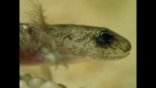 Macrography: External Gills (Firesalamander) || Makrofotographie: Außenkiemen (S. salamandra)