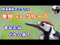 【野鳥撮影スタイル】単独 vs グループ行動【どちら派？】
