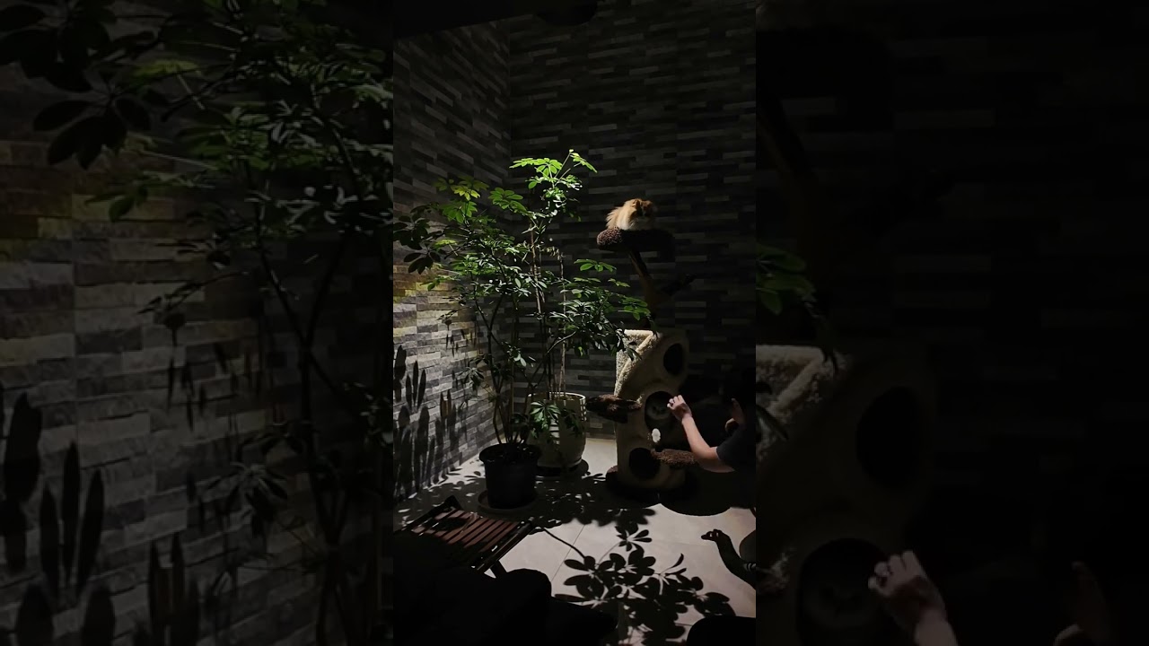 Treehouse Cat Tree for Multiple Cats Climbing Condo💖 