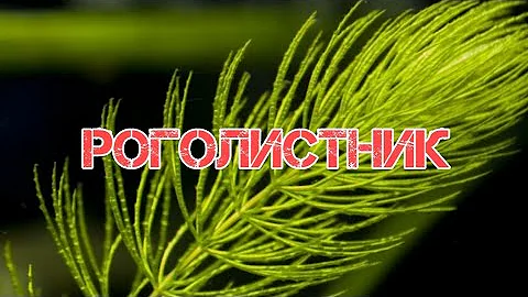 РОГОЛИСТНИК.СОДЕРЖАНИЕ И РАЗВЕДЕНИЕ В АКВАРИУМЕ