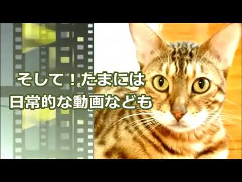 紹介動画 - 紹介動画
