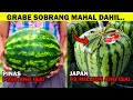 GRABE!Milyon ang Presyo ng Melon sa Japan Dahil...| EVADPUP