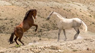 Wild Horses of Sand Wash Basin in Colorado Wild Wonders of America Episode 20 by Karen King