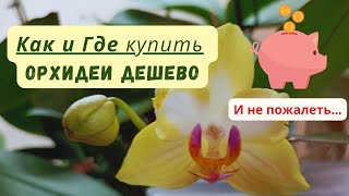 видео: ✨ Как сэкономить на покупке орхидей и не пожалеть 💰 5 способов купить орхидеи дешево картинка: ✨ Как сэкономить на покупке орхидей и не пожалеть 💰 5 способов купить орхидеи дешево