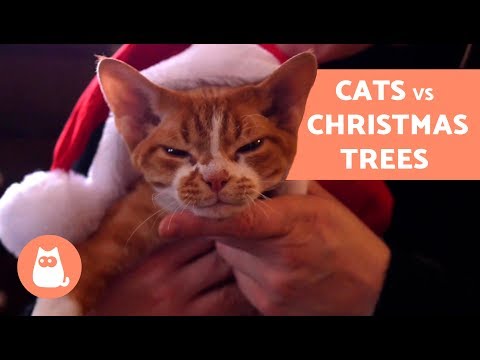 猫vsクリスマスツリー-立ったままにするためのヒント