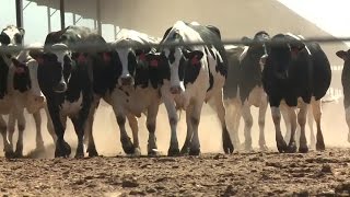 California's Dairy Farms Come With Big Environmental Cost