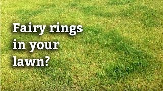 Fairy Ring Disease | Spring Green Lawn Care Guide