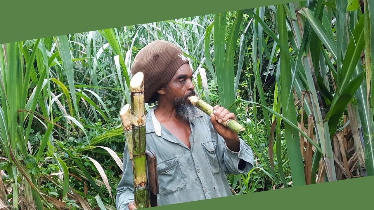HARVESTING & EATING Jamaican Sugarcane / 5 BENEFITS of Sugarcane Juice