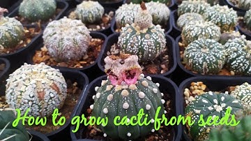 Hướng dẫn tách và gieo hạt xương rồng Mammillaria  - How to growing cactus from seed