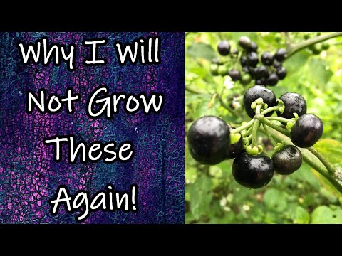 Why I Will NOT Grow THESE Again (Solanum Melanocerasum AKA Garden Huckleberries)