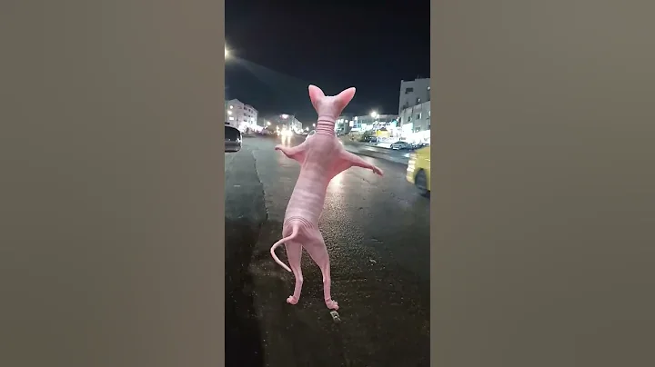 Watch the video about #cat #crazy #funny #crazily #lol #kitten #cute #explore #sphynx