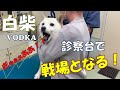 【柴犬/診察】ウオッカ再び診察台で戦う！柴犬の大げさなアクション動画