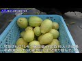 「レモンの産地に」収穫が最盛期 宇都宮
