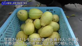 「レモンの産地に」収穫が最盛期 宇都宮