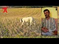 Akkuş (Akbaş) Çoban Köpeği 3 (with English subtitles)