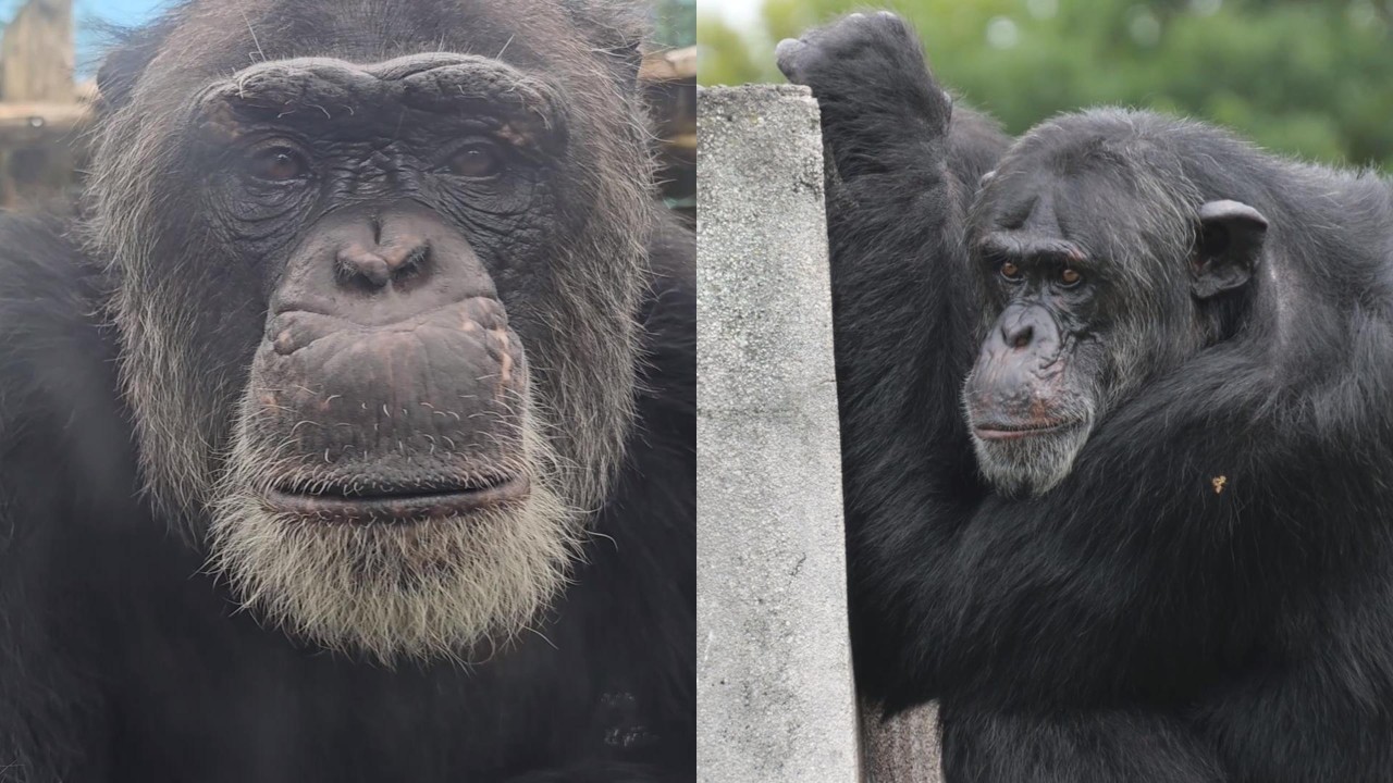 Team Axel and Team Billy. Izu Shaboten Park – Chimpanzees