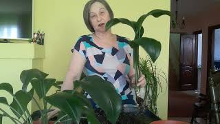 видео: Эухарис от чего зависит цветение. картинка: Эухарис от чего зависит цветение.