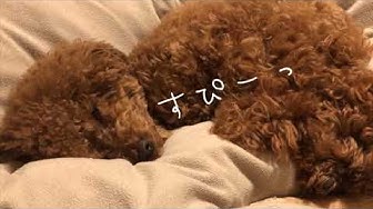 あざと犬 Youtube
