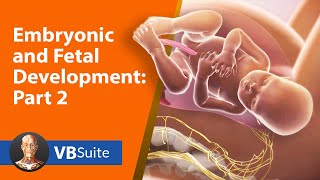 Learning Embryonic and Fetal Development with Visible Body Suite (Part 2)