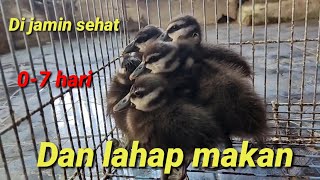 Cara memelihara anak burung belibis kembang @bayhaqipetualang6664