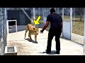 Lion sees her adoptive human dad after 7 years and this happened