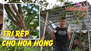 Cách trị rệp cho hoa hồng từ nước rửa chén rất đơn giản mà hiệu quả