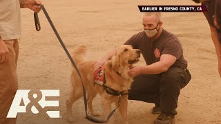  Rescue Cute Dog Plays With Firefighters season 3  Au0026e