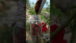 The Mini Bottle Method for Rose Roots #shorts #rosepropagation #gardeninghacks