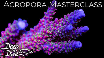 Mastering Acropora Coral Care Like A Pro feat. Leonardo