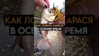 Как ловить карася в осеннее время #рыбалка #карась #fishing