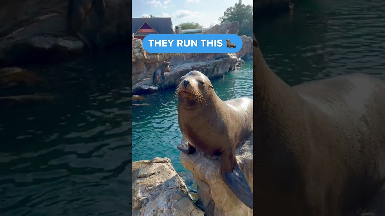 Why You Can't Miss the Sea Lions at SeaWorld 🌊 #seaworldorlando #travelshorts #mustsee