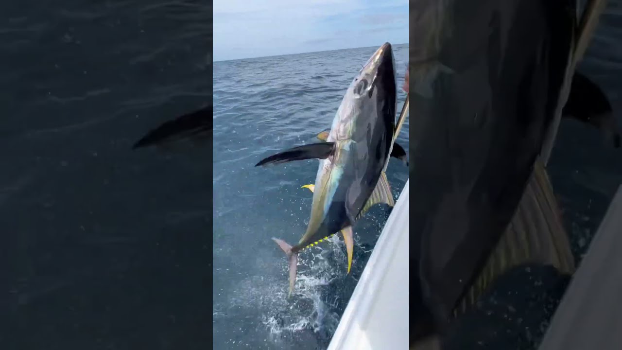 Yellowfin Tuna Fishing Results In A Hurt Back Ocean