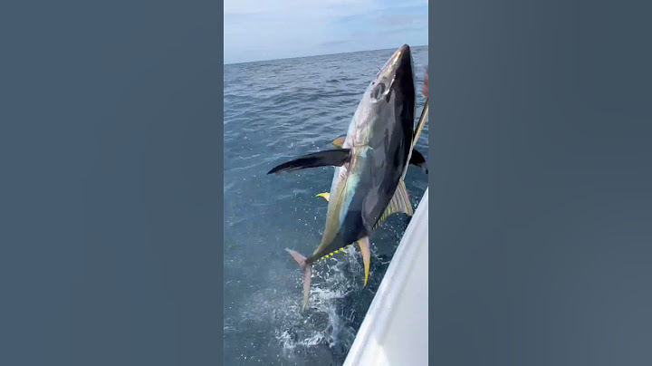 Yellowfin tuna fishing results in a hurt back! #fishing #tuna  #ocean