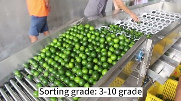 Citrus Sorting Machine