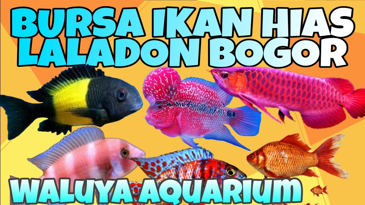 BURSA IKAN HIAS LALADON BOGOR #2 