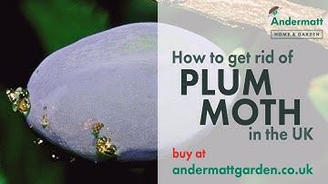 How to use a Plum Moth Trap