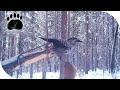 Кедровка на капкане КА-2. видео с фотоловушки в дикой природе.