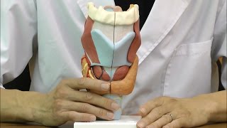 喉頭，2倍大・7分解デラックスモデル：動画